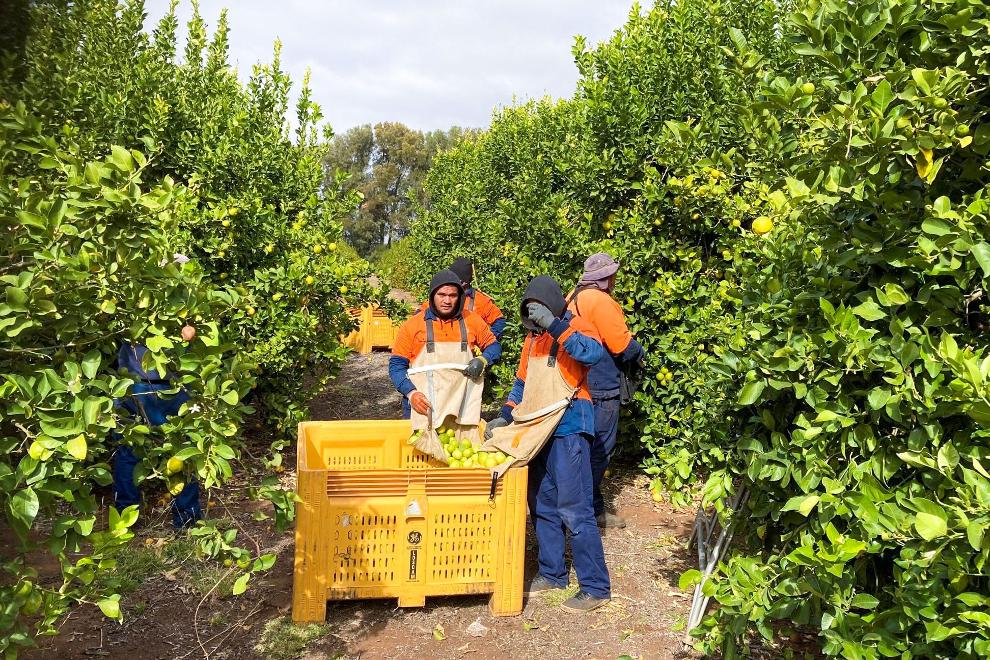 Technology to monitor pickers and save time