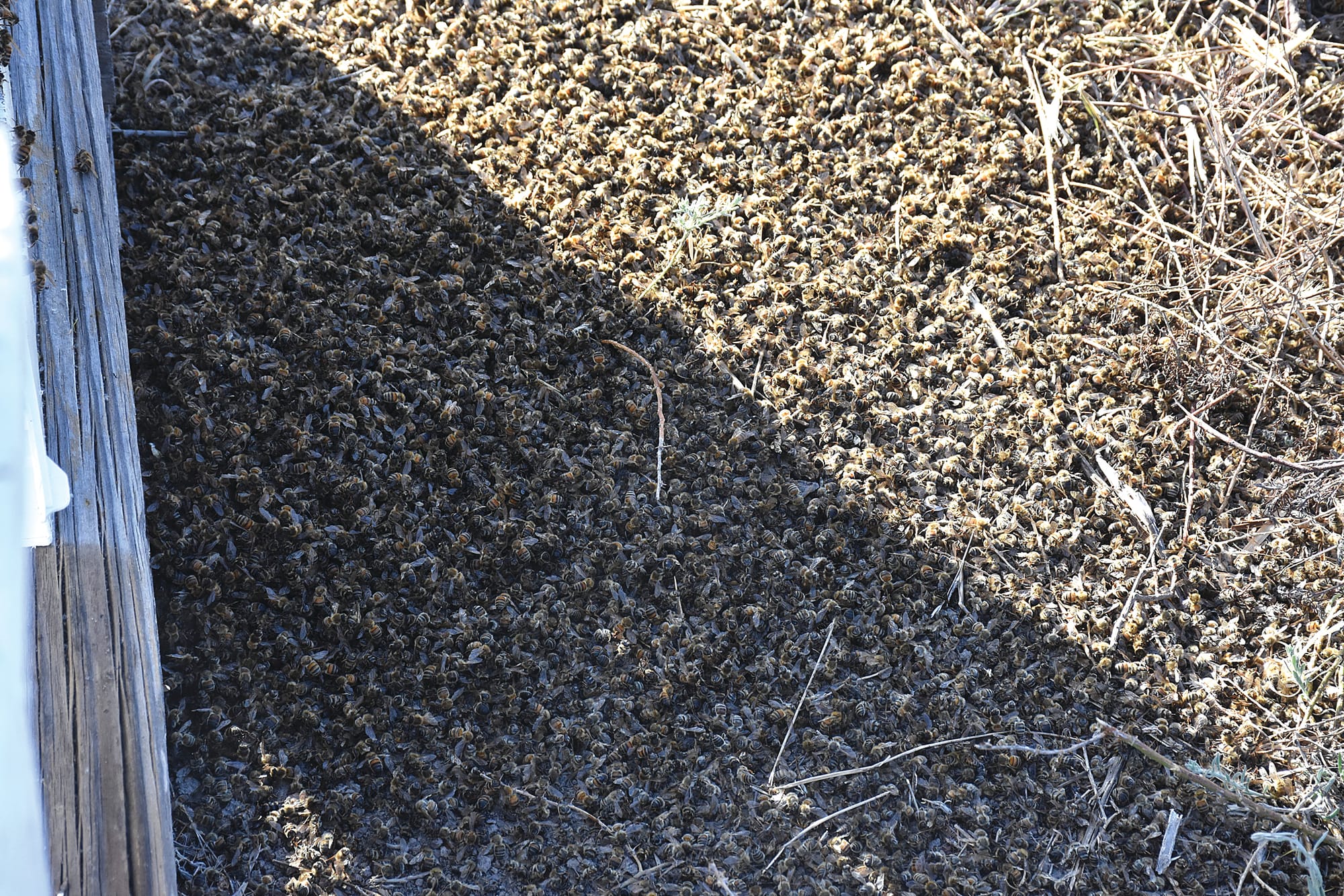 Toxicology report reveals cause of bee death