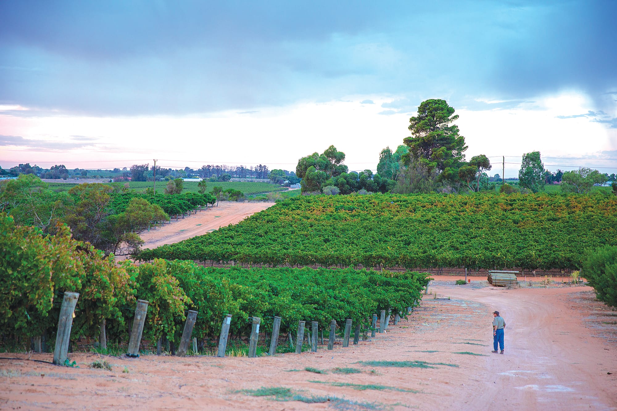 Grape growers continue payment dispute with Accolade… ‘Determined and hopeful’