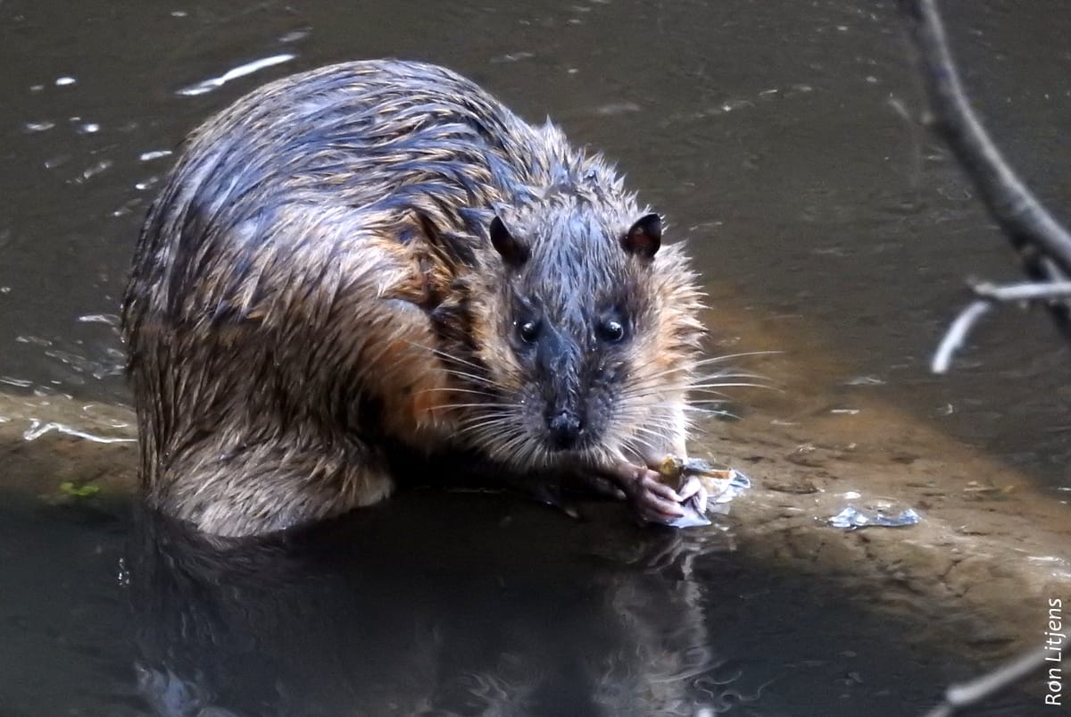 Call to ban ‘death trap’ opera house nets immediately