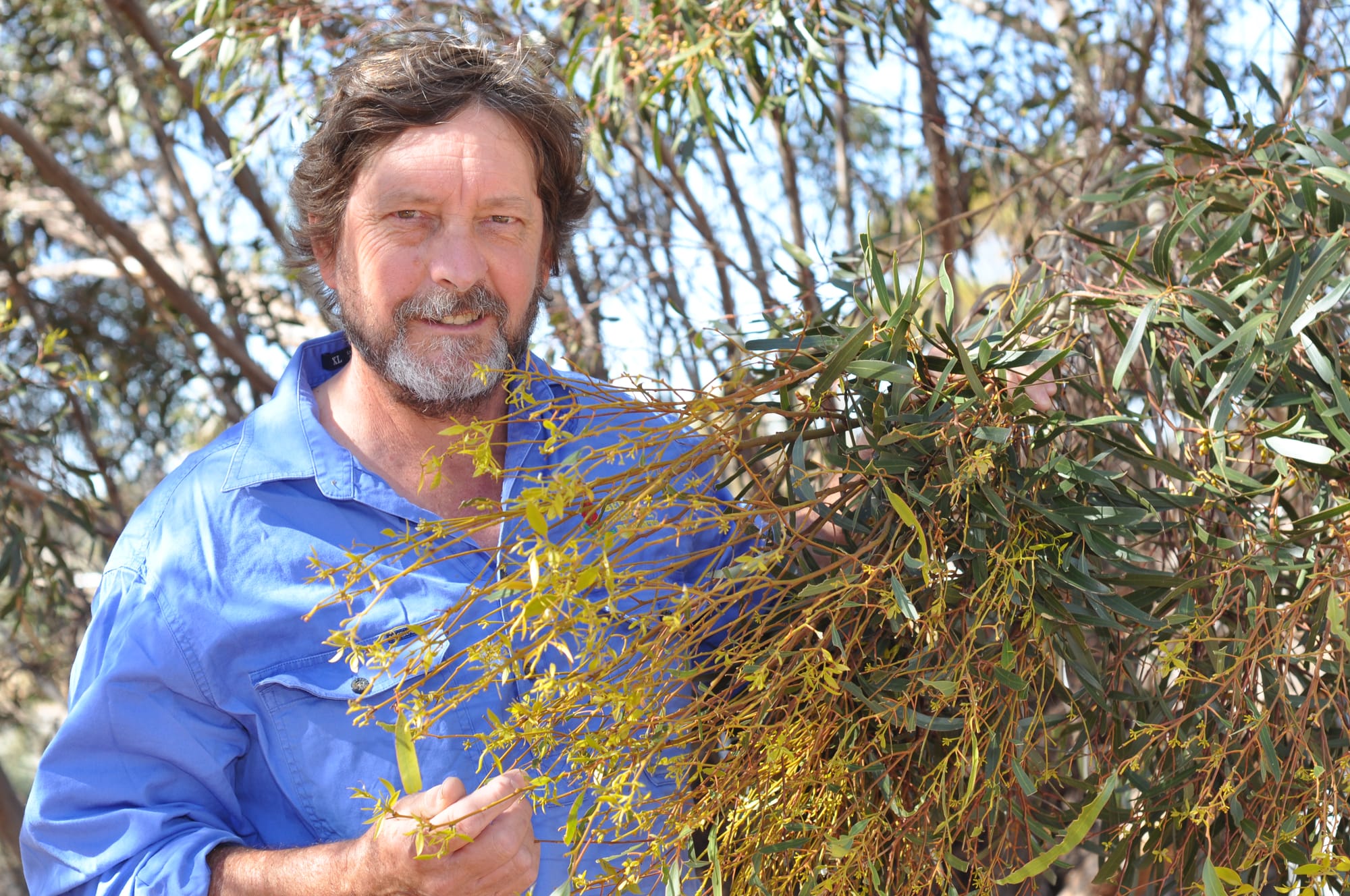 Trees to survive all-conquering caterpillars