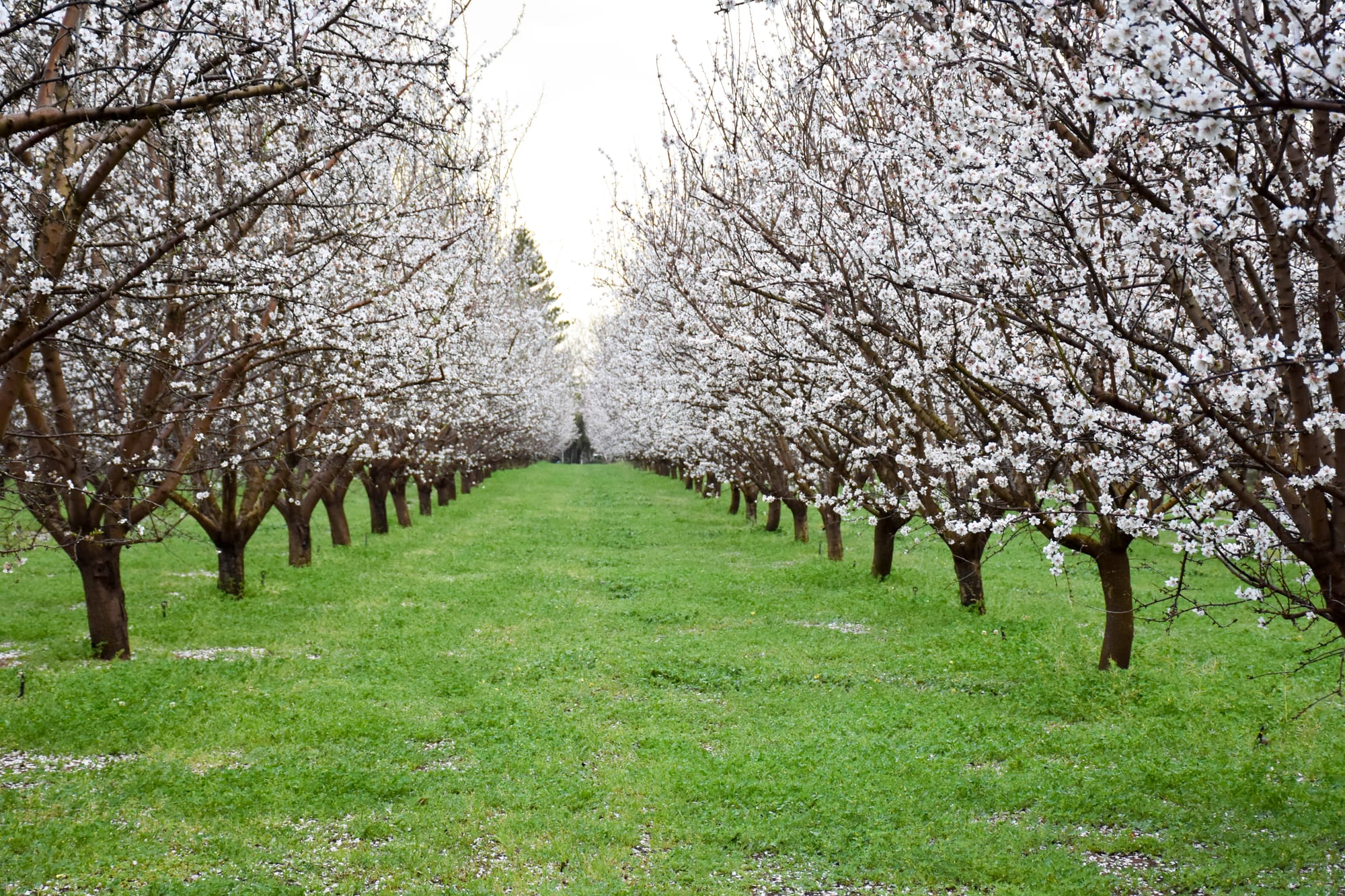 Almond industry facing biggest crop shortfall ever