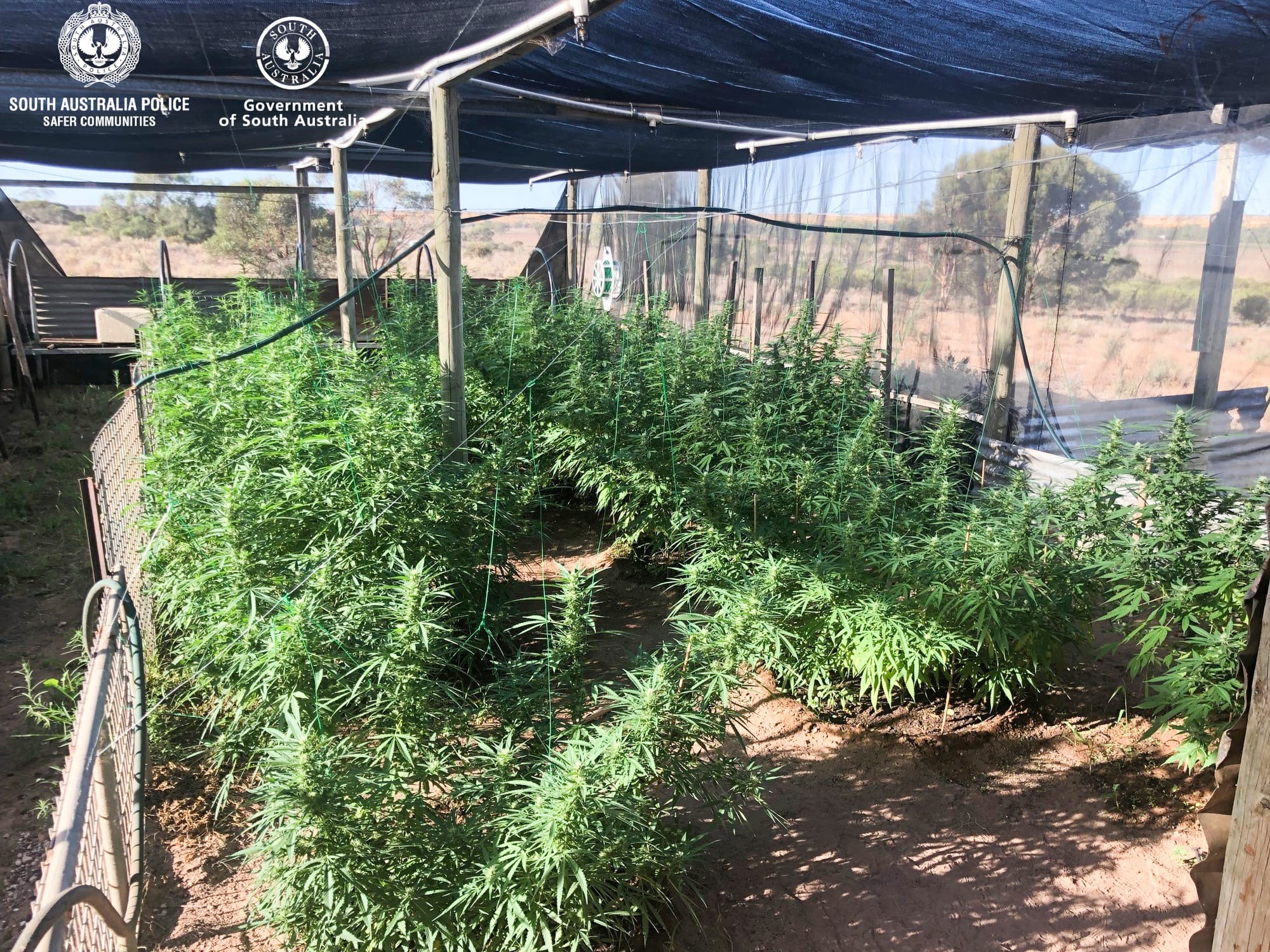 Another Riverland cannabis bust