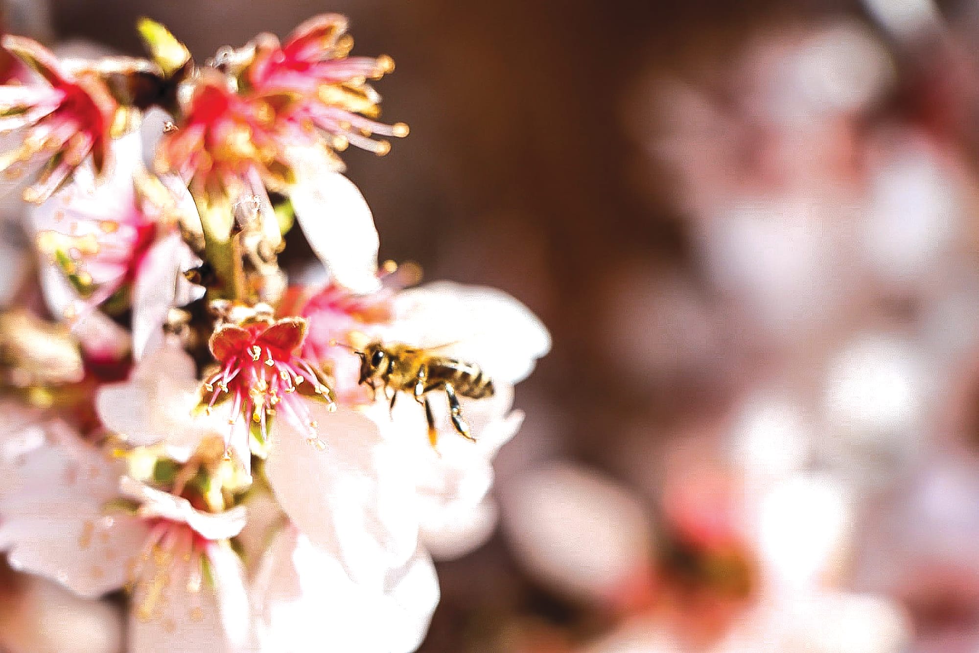 New outbreaks heighten local varroa fears