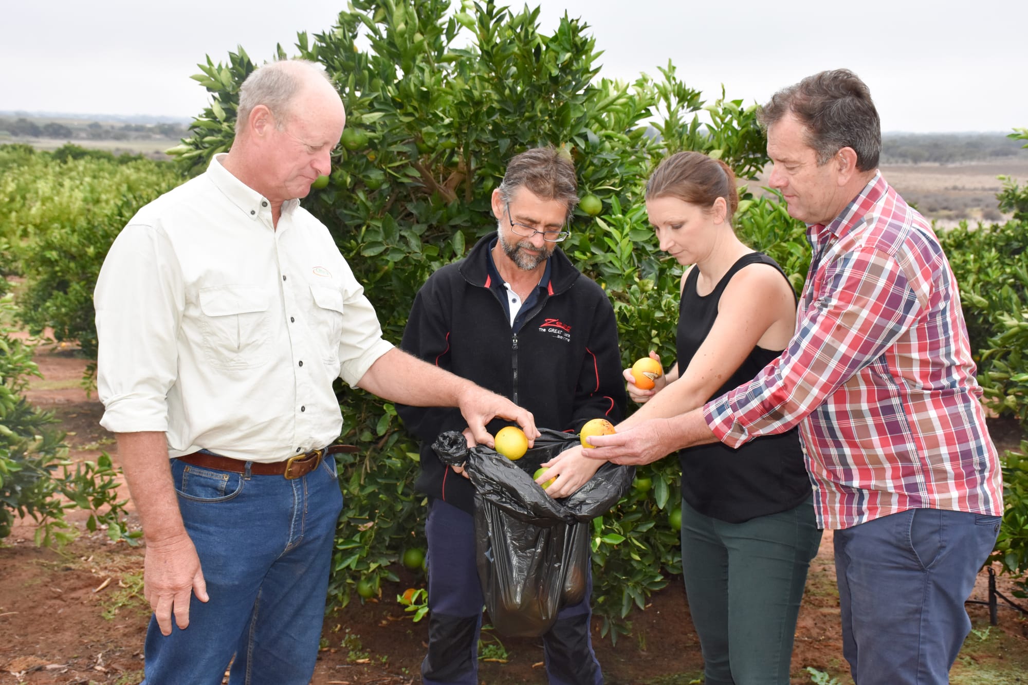 Riverland winning fruit fly battle