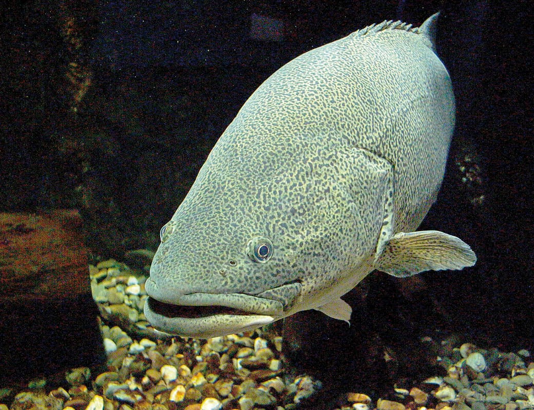 New funding aimed at further improvements in Murray River health… TIM’S NATIVE FISH PLAN