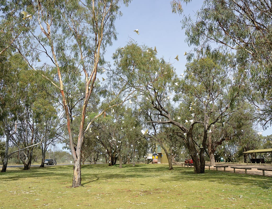 Council begins corella control