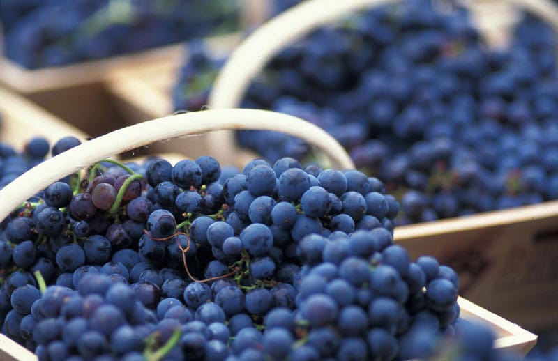 Wine industry among business groups concerned about IR Bill