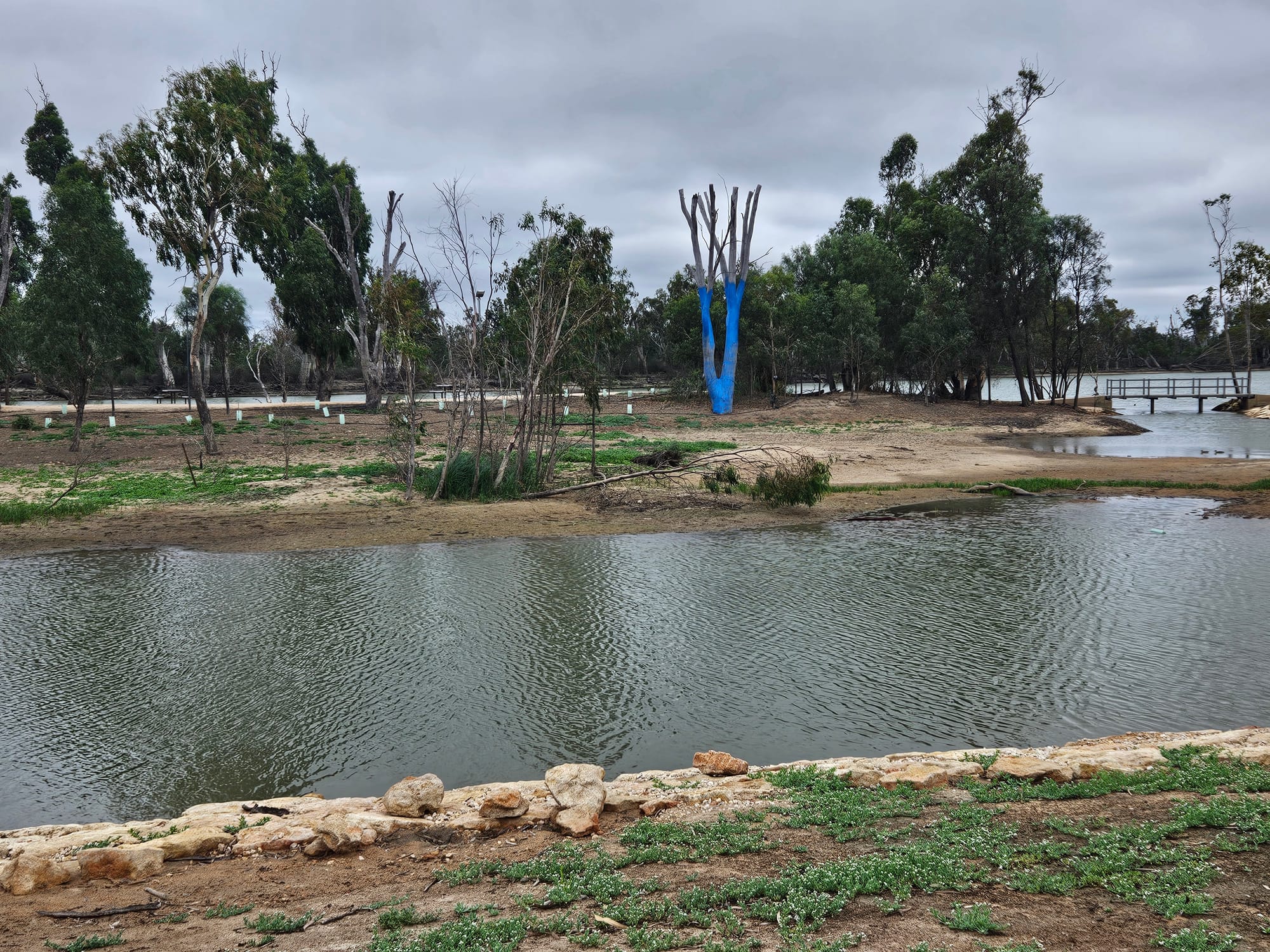 Council presses pause on blue tree