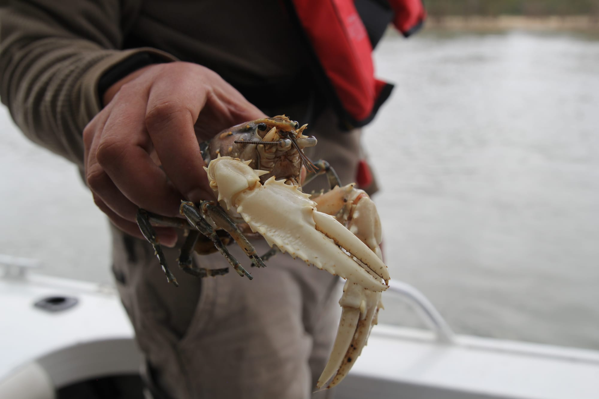 Crayfish numbers boosted in Murray River