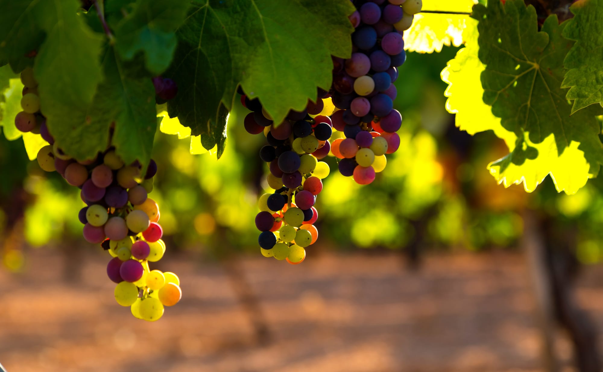 Wine industry figure’s buybacks worry