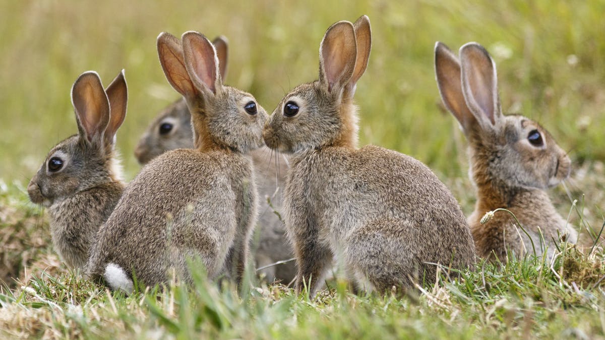 Don’t be reactive to rascally rabbits