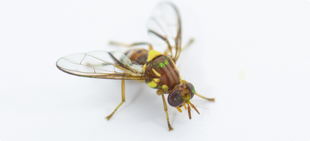 New Monash fruit fly outbreak hits Barmera