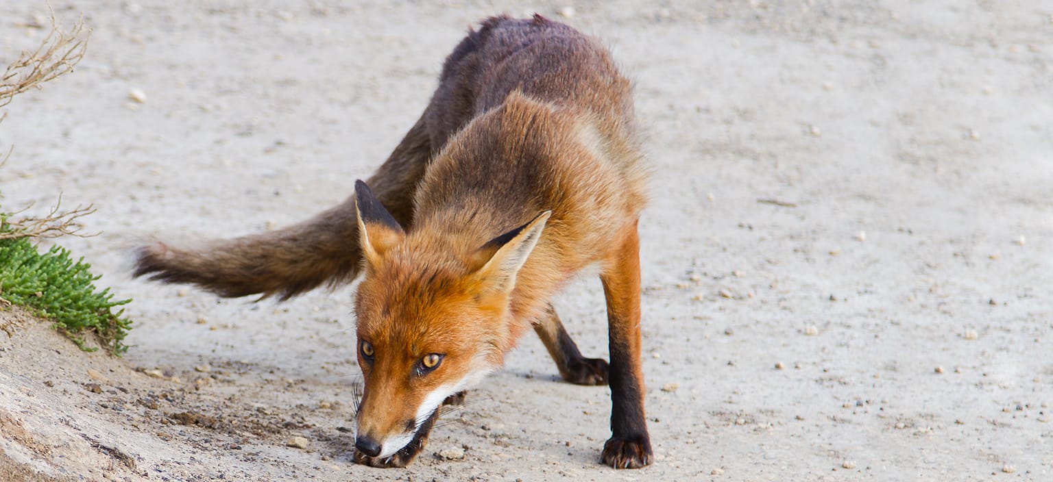Loxton’s fox problem
