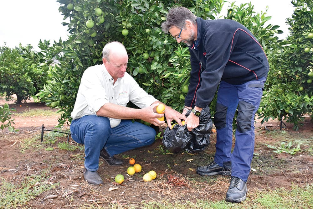 405 reasons to dump fruit before hitting the Riverland
