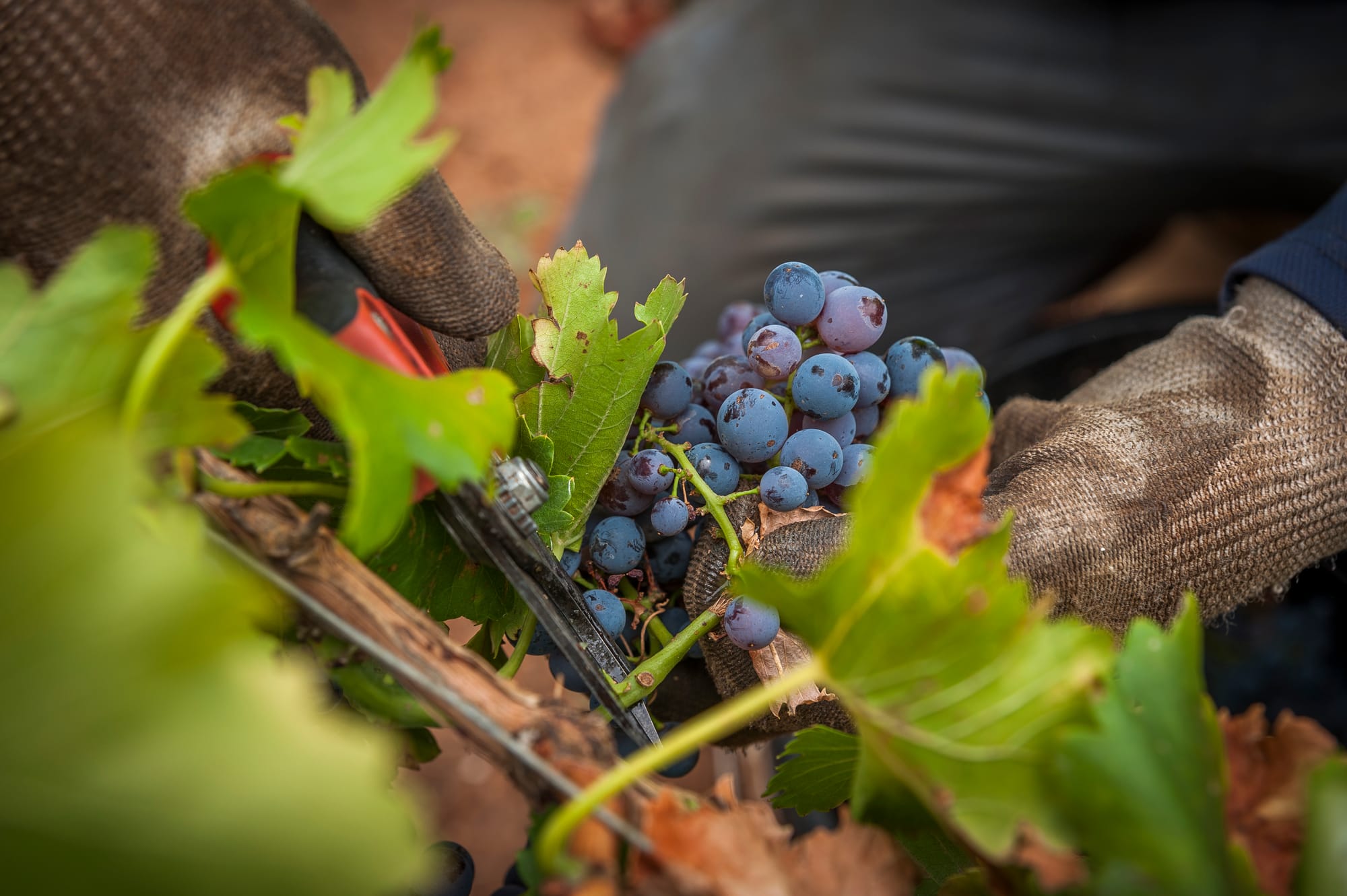 New $260,000 package for wine industry