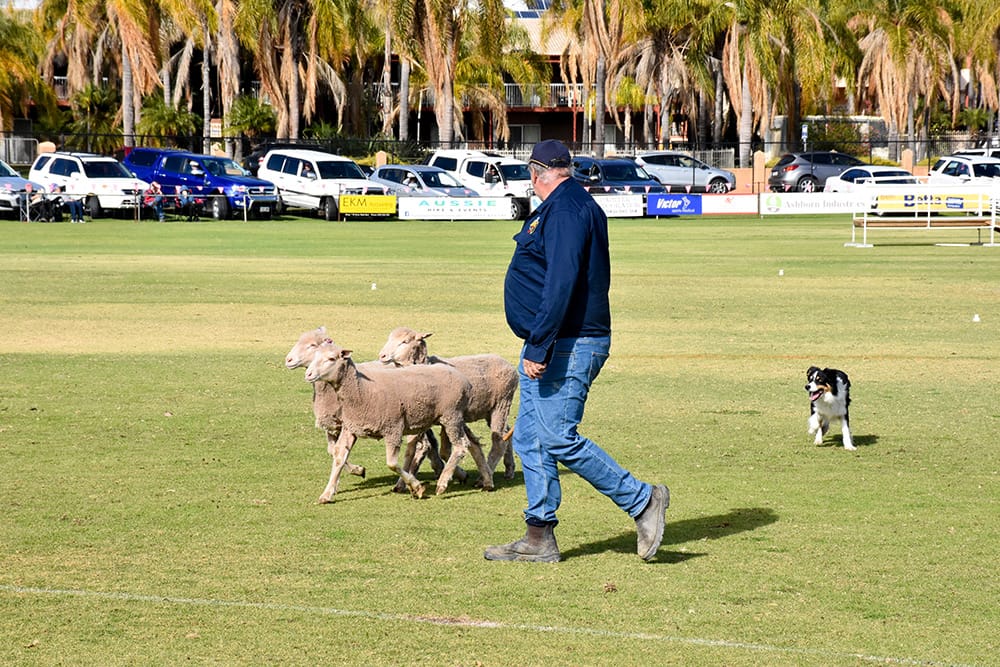 Baa-rmera ready for weekend’s Sheep Dog Trials