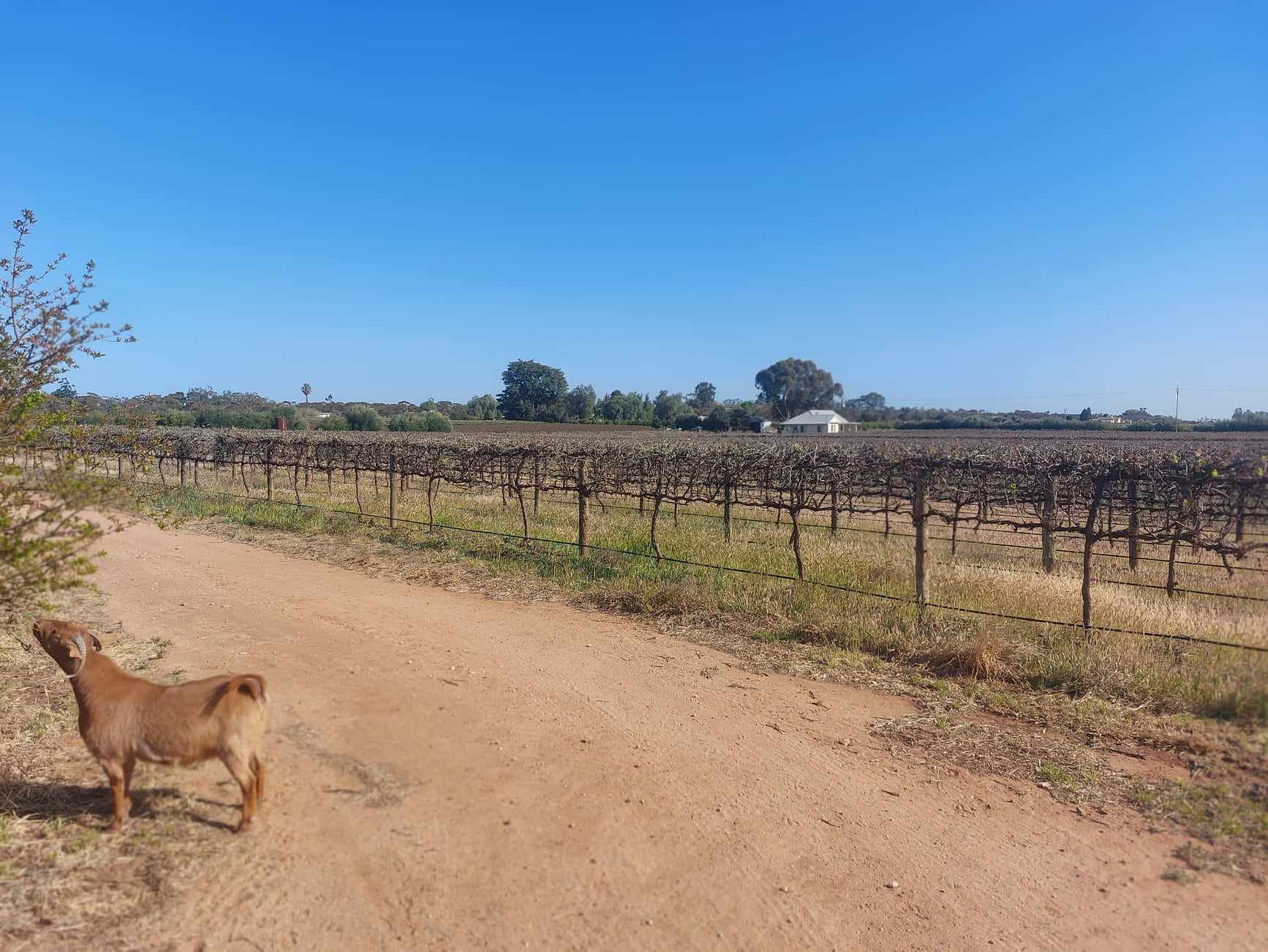 How a Senate Inquiry into the wine industry came about