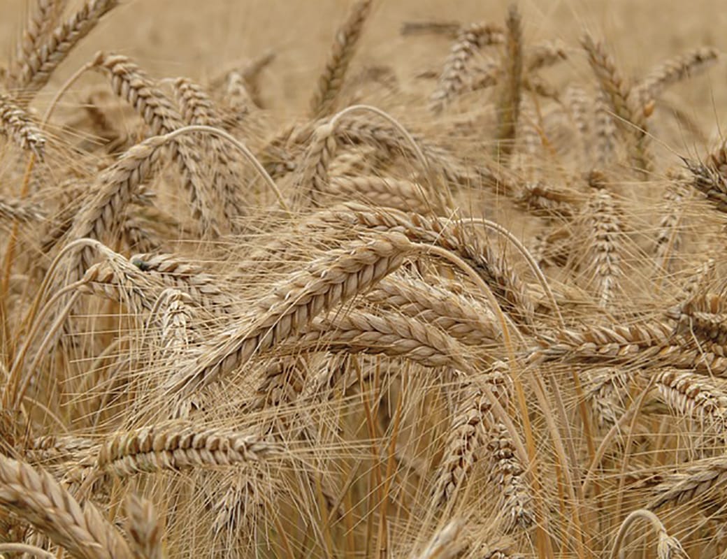 Riverland-wide approach to GM crops ‘vital’