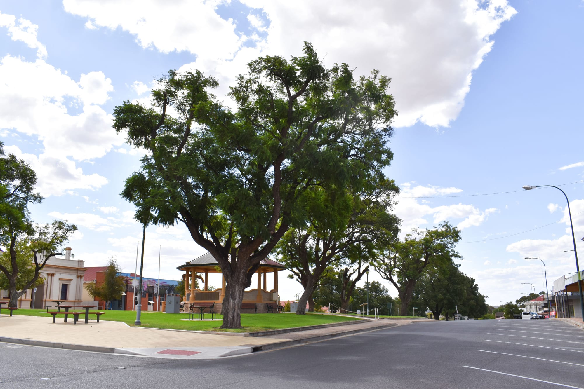 Another decision on the future of Loxton’s jacaranda trees… Hold the chainsaw