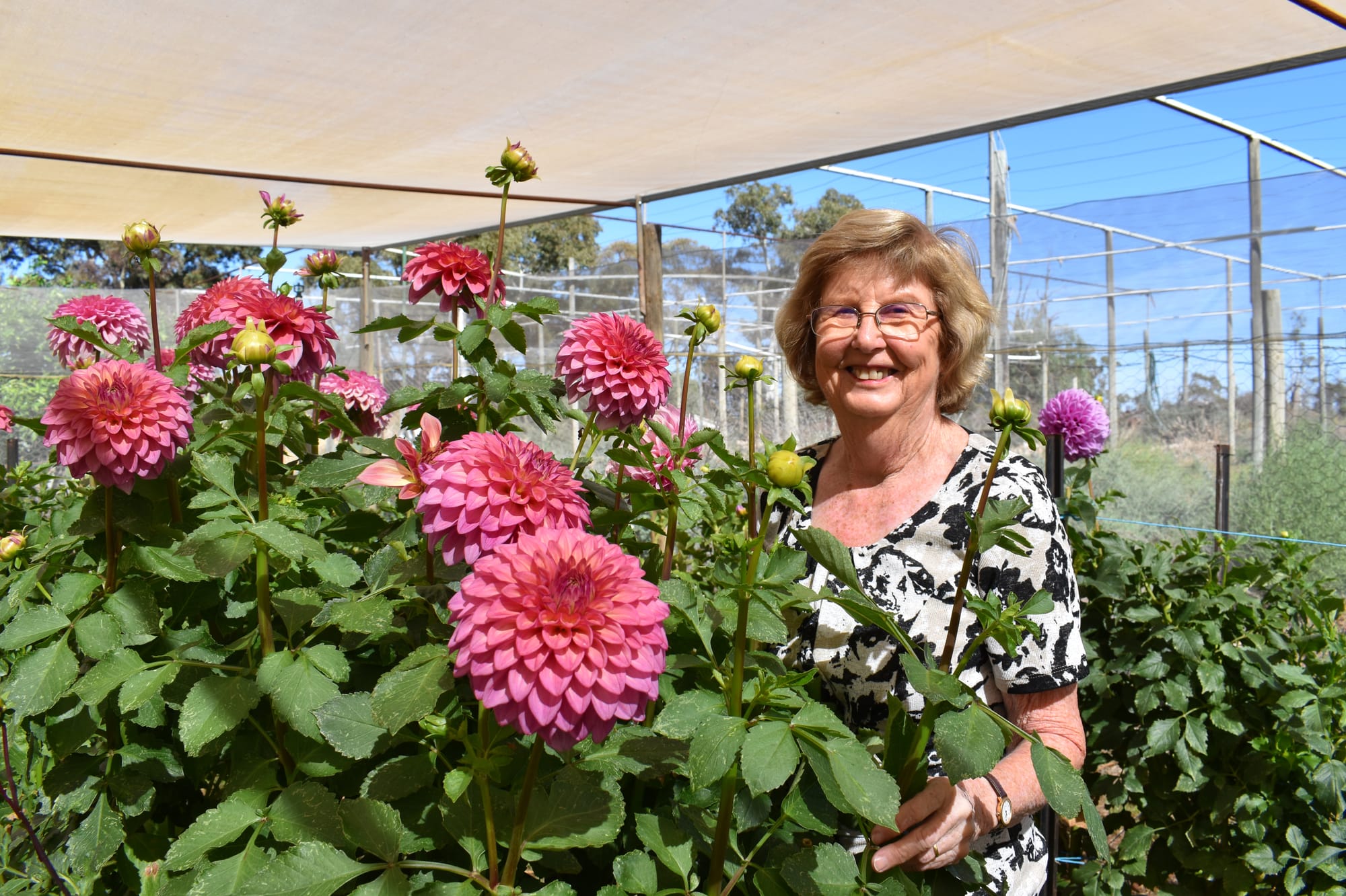 John’s dahlia legacy still living on