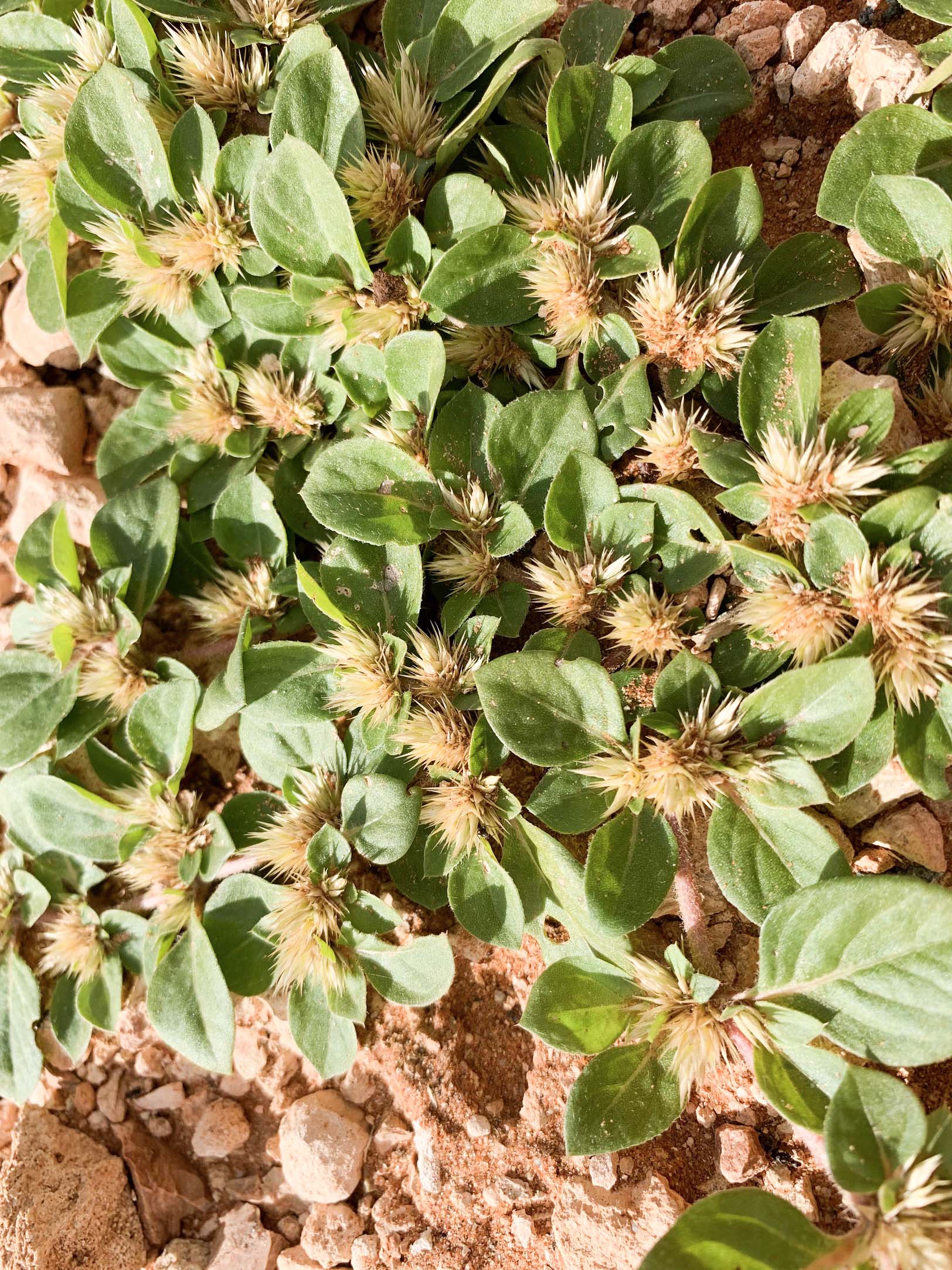 Warning to look out for ‘spiteful’ khaki weed