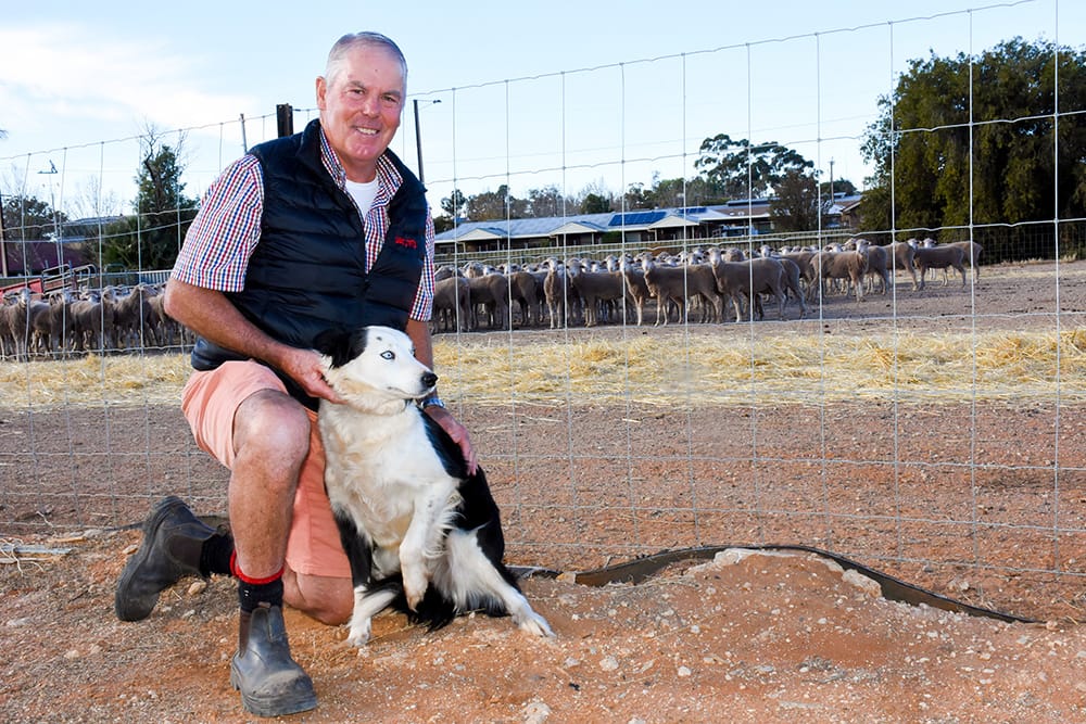 Sheep Dog Trials are baa-ck