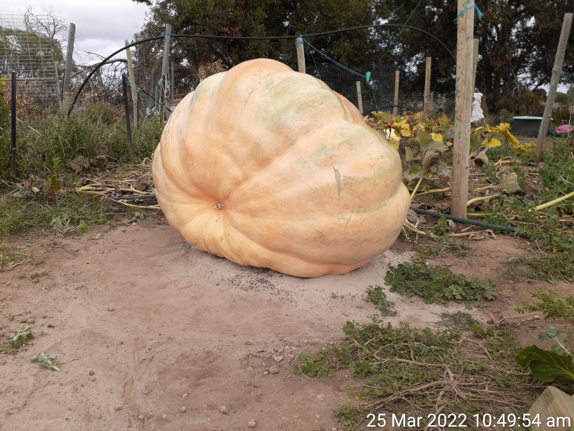 Giant pumpkin comp survives Covid-19