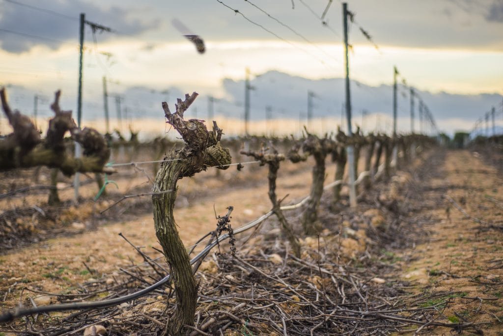 Drought resilience program for wine sector