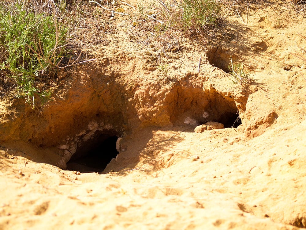 Government to blow rabbit warrens sky high