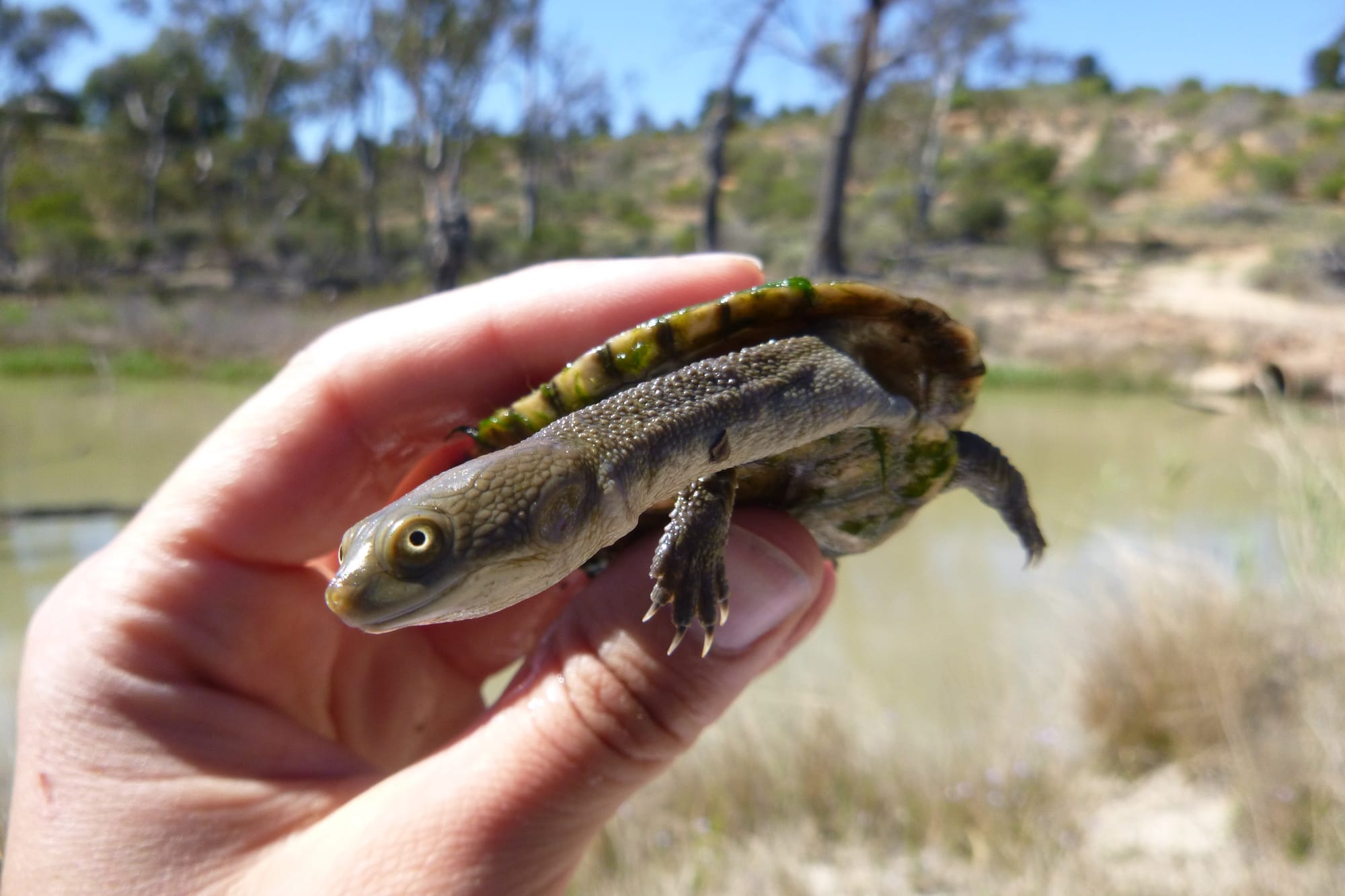 Riverland turtles in need of our help