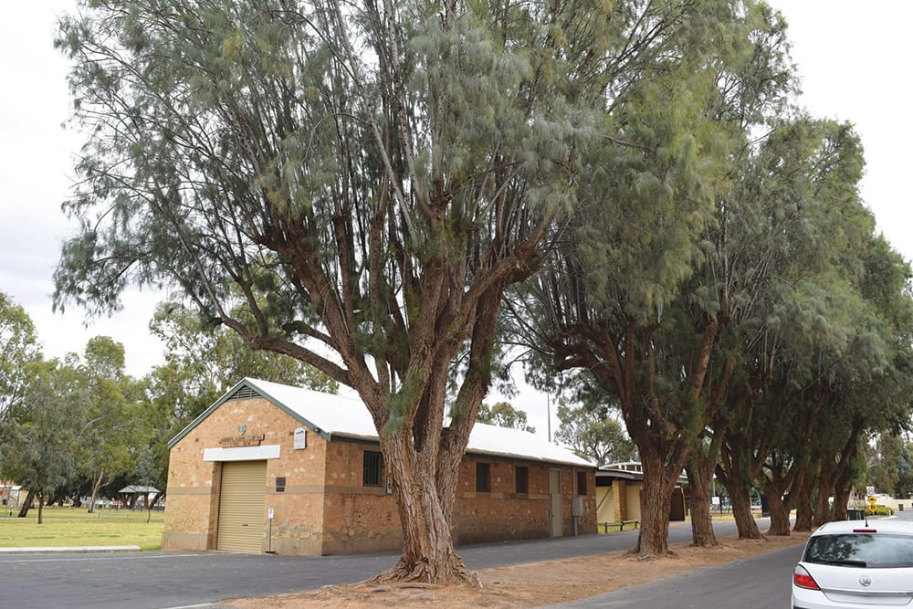 Potential tree removal stirs outrage among Waikerie residents… STUMPED