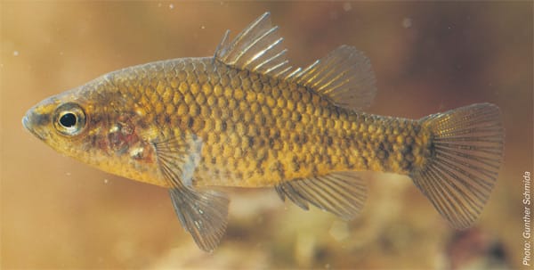 Lower Murray River locals make a success of pygmy perch breeding project
