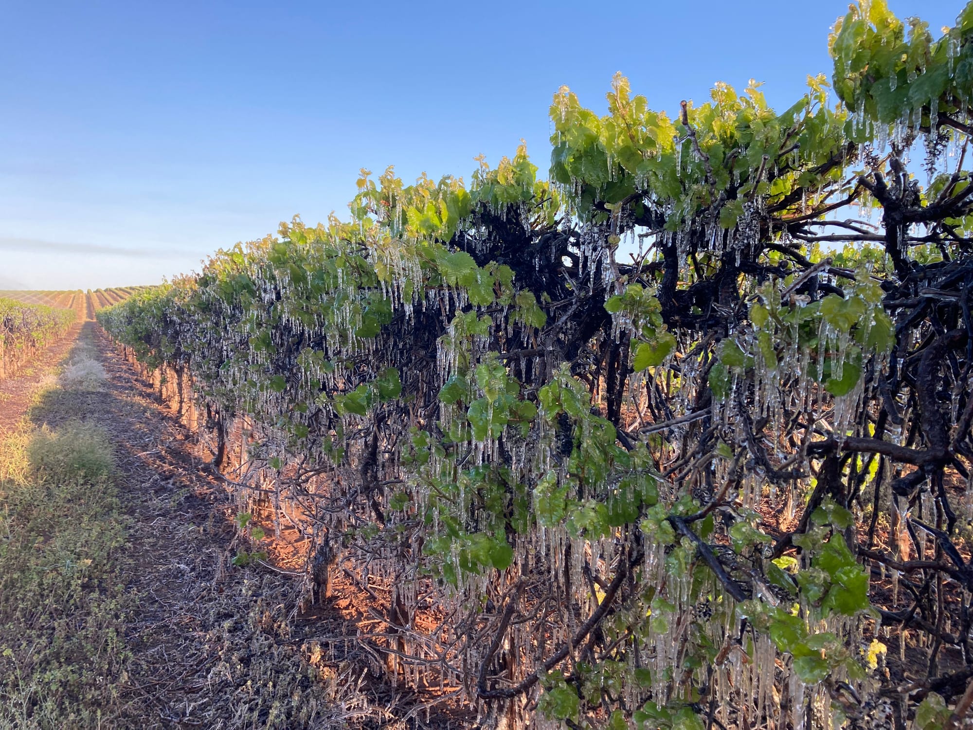 State government commits $2.5m to wine industry recovery program...‘Woefully inadequate?’