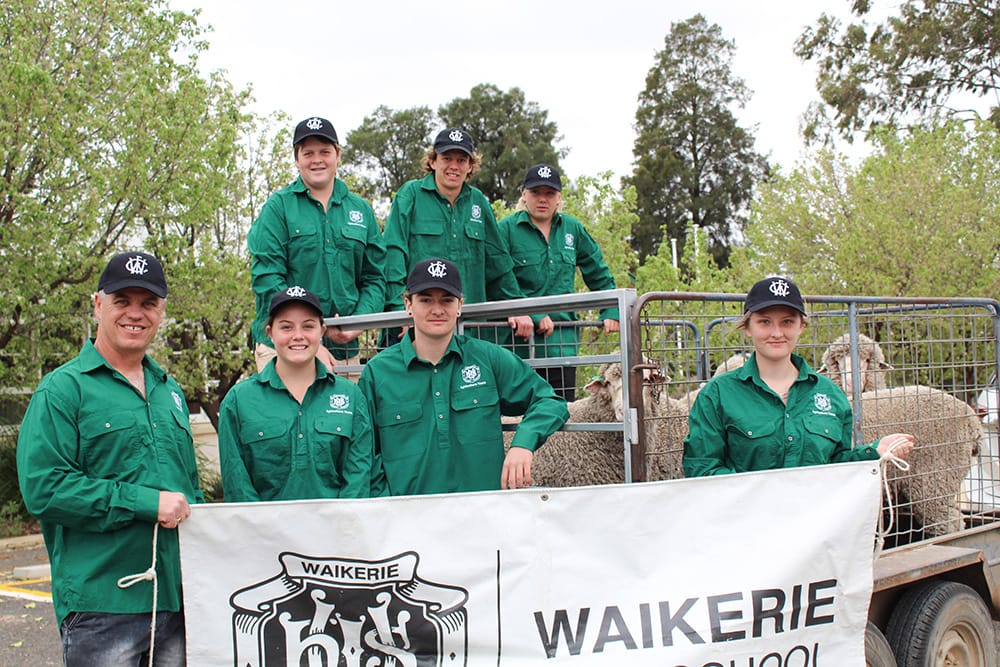 Show time for Waikerie wethers