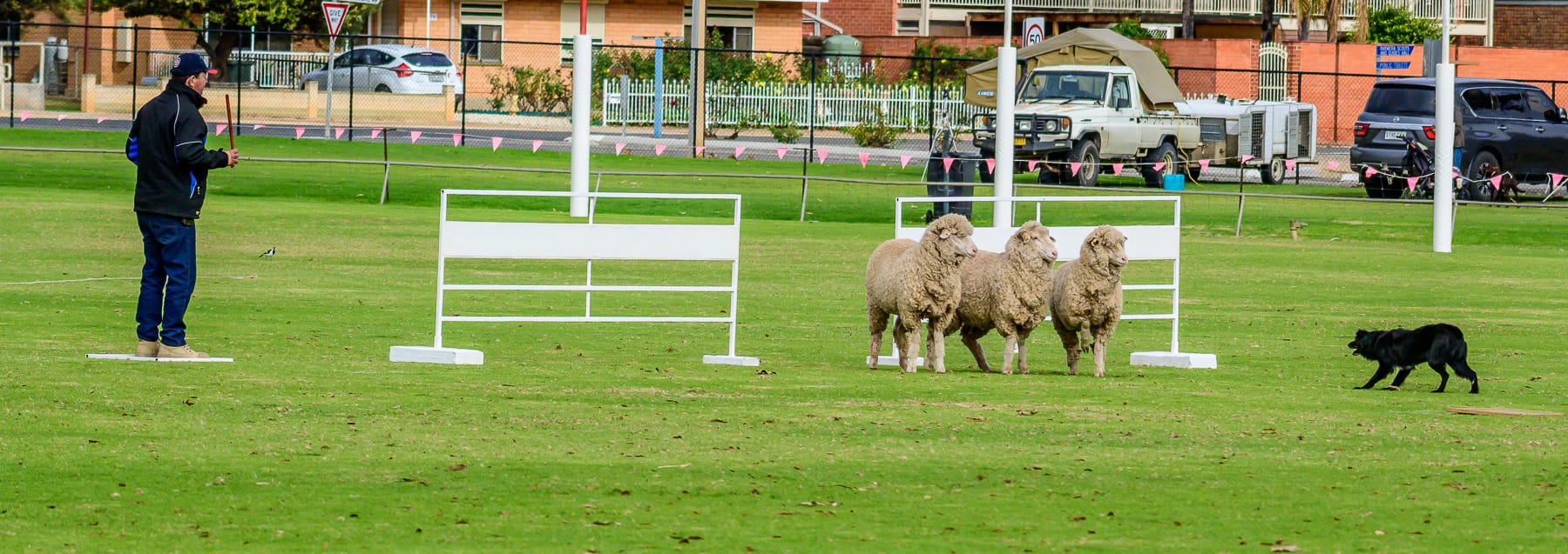 Herd it was a busy weekend in Barmera