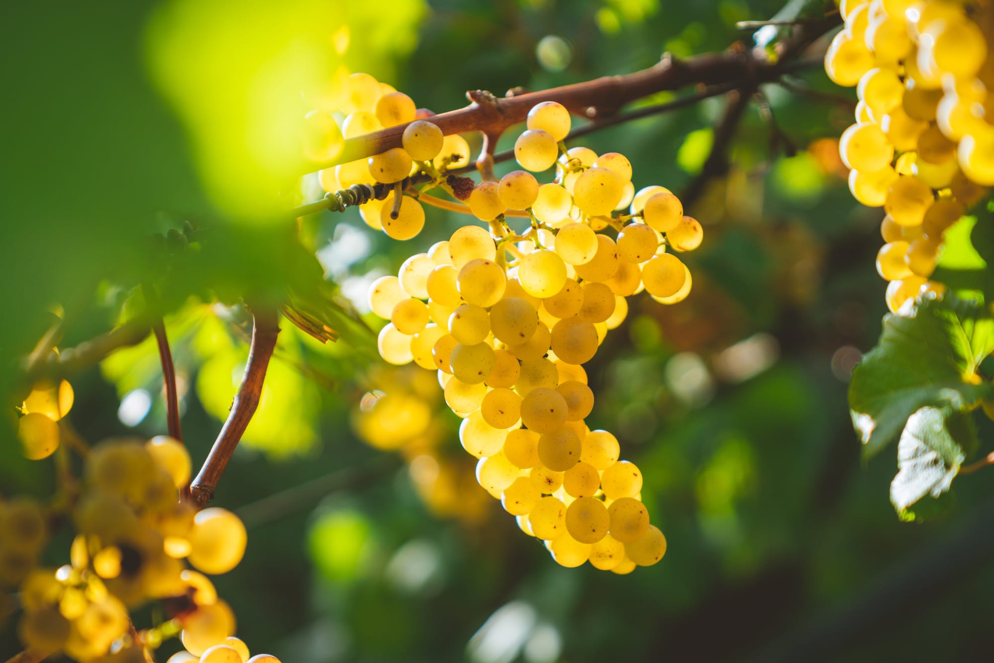 Riverland wine businesses supported by new program