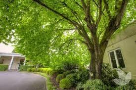 Arguing about trees? Blame The Block, Covid