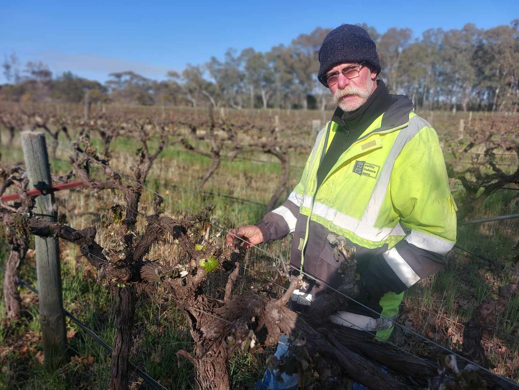 Glossop vines gone for 919 Wines