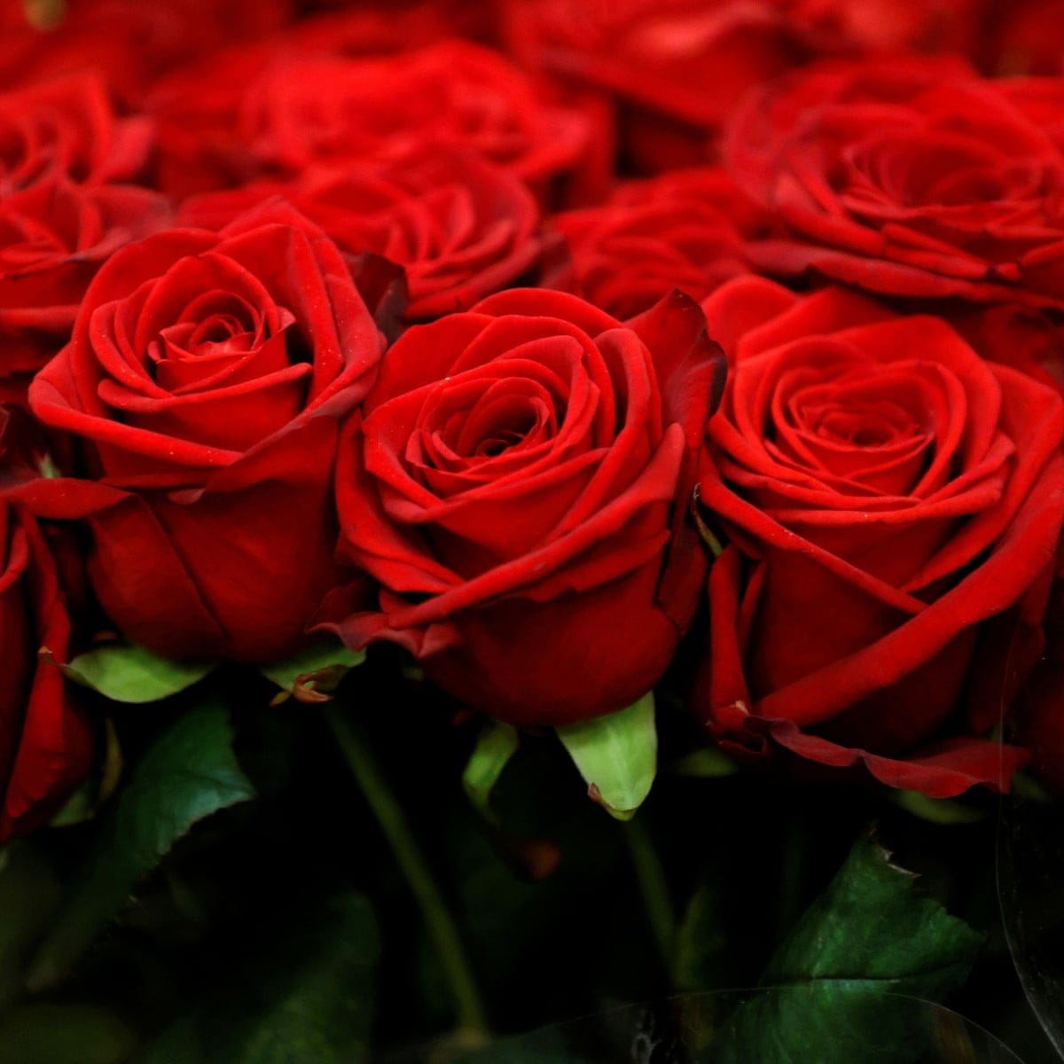 Rose Festival organisers snip Loxton Waikerie council claims