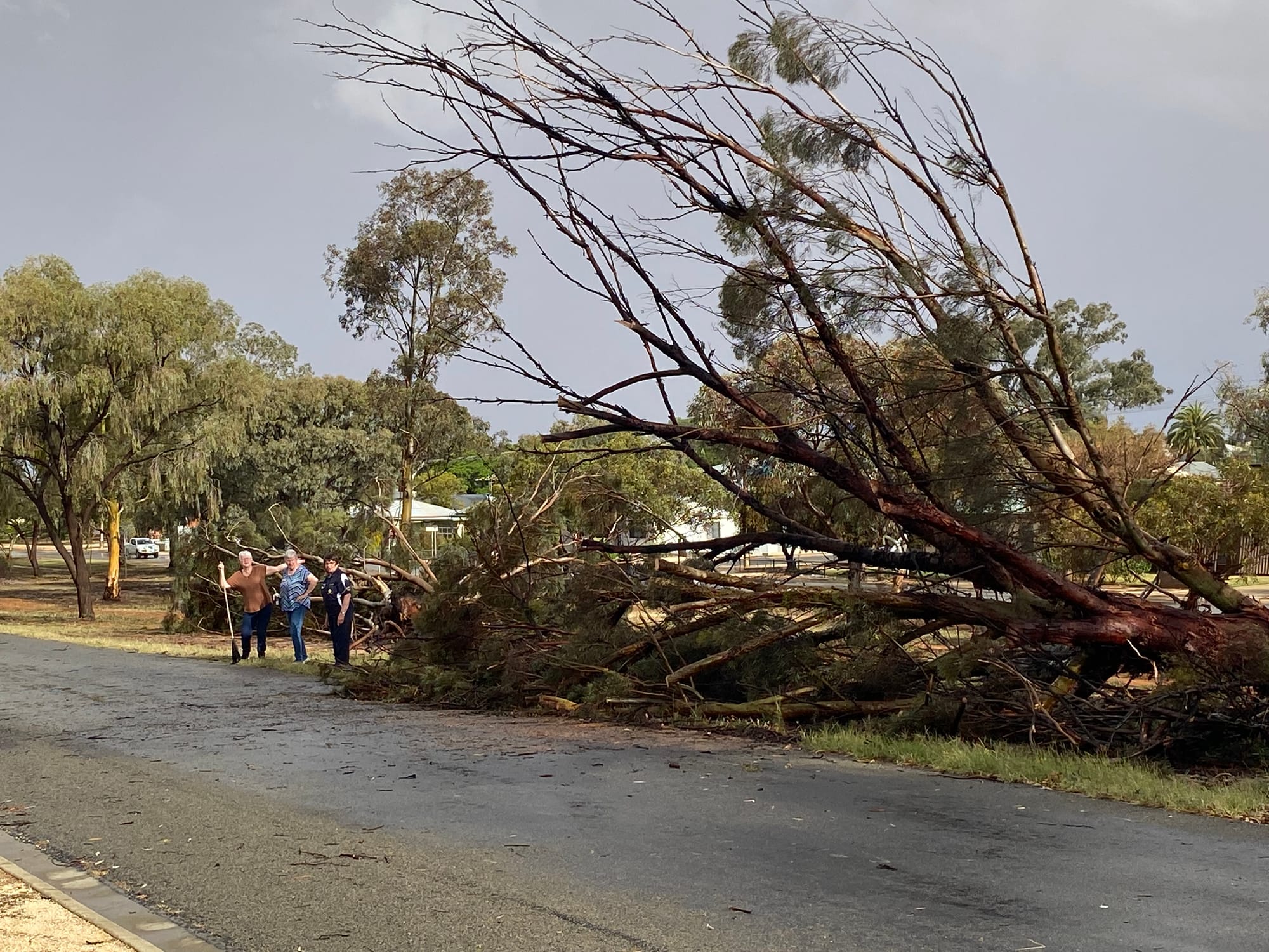 One of many fallen trees across Loxton.