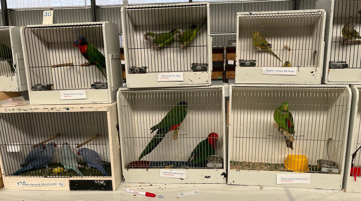 All about the birds this weekend