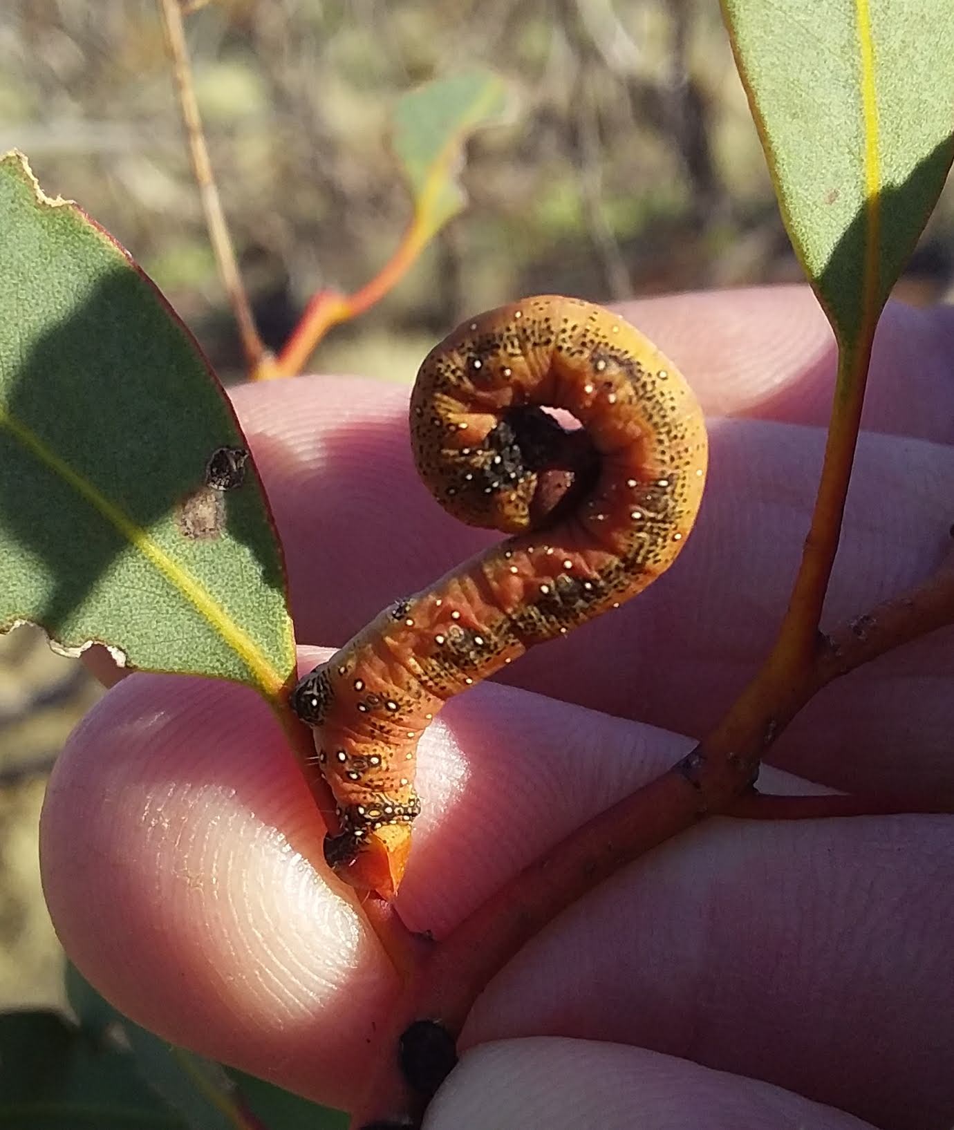 On the march, in their thousands