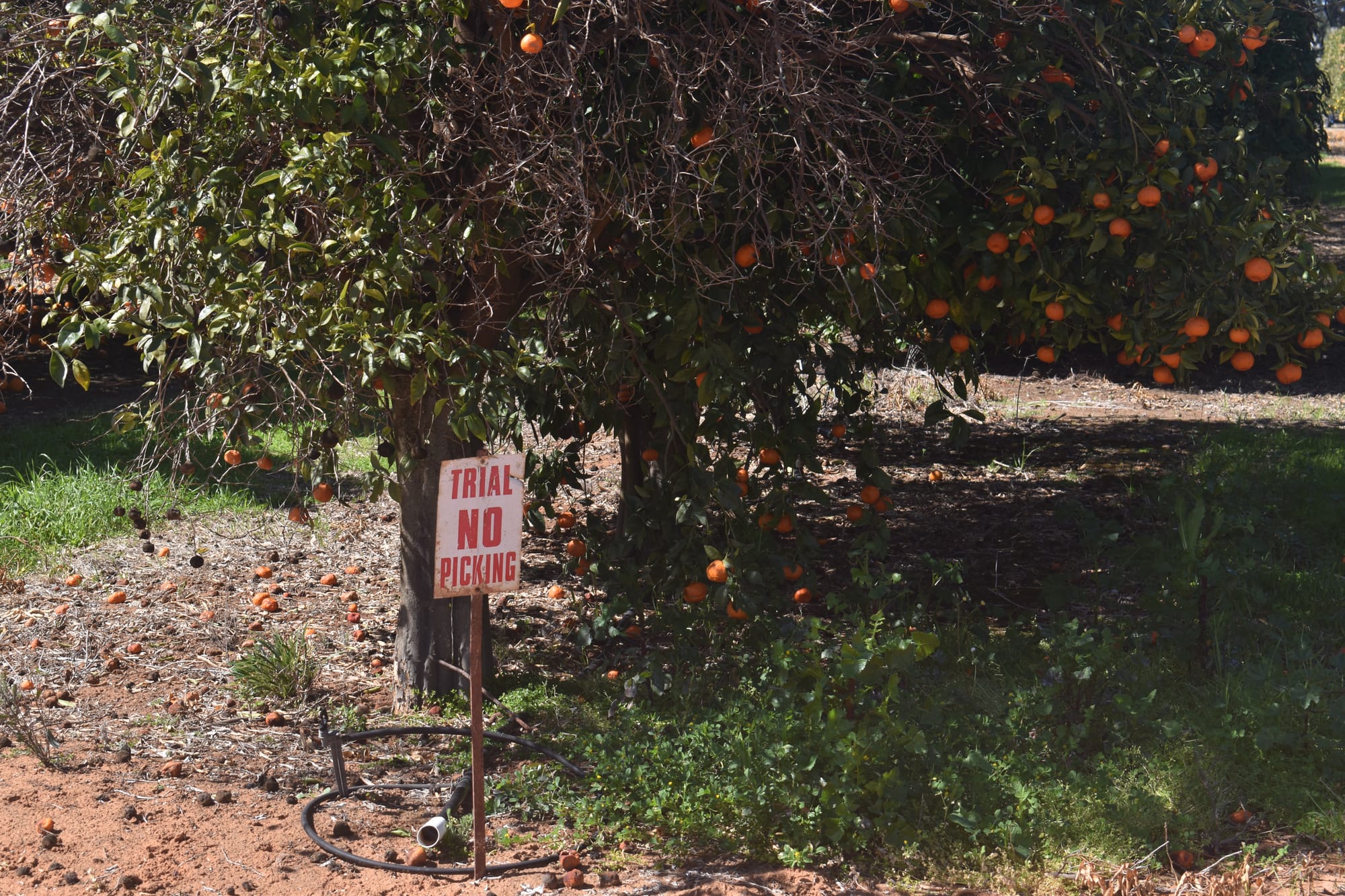 Pruning trees key in fruit fly battle