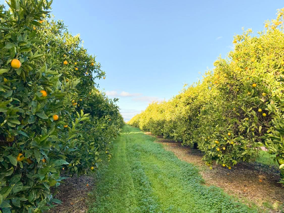 Metro fruit fly zones in crosshairs