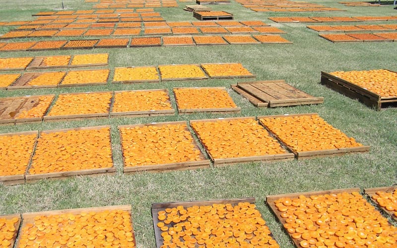 Loungeroom solution to our apricot-cutting emergency