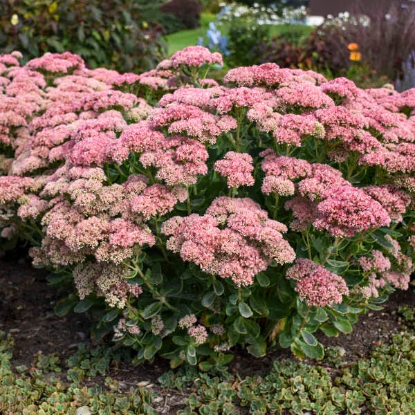 The Fair Weather Gardener