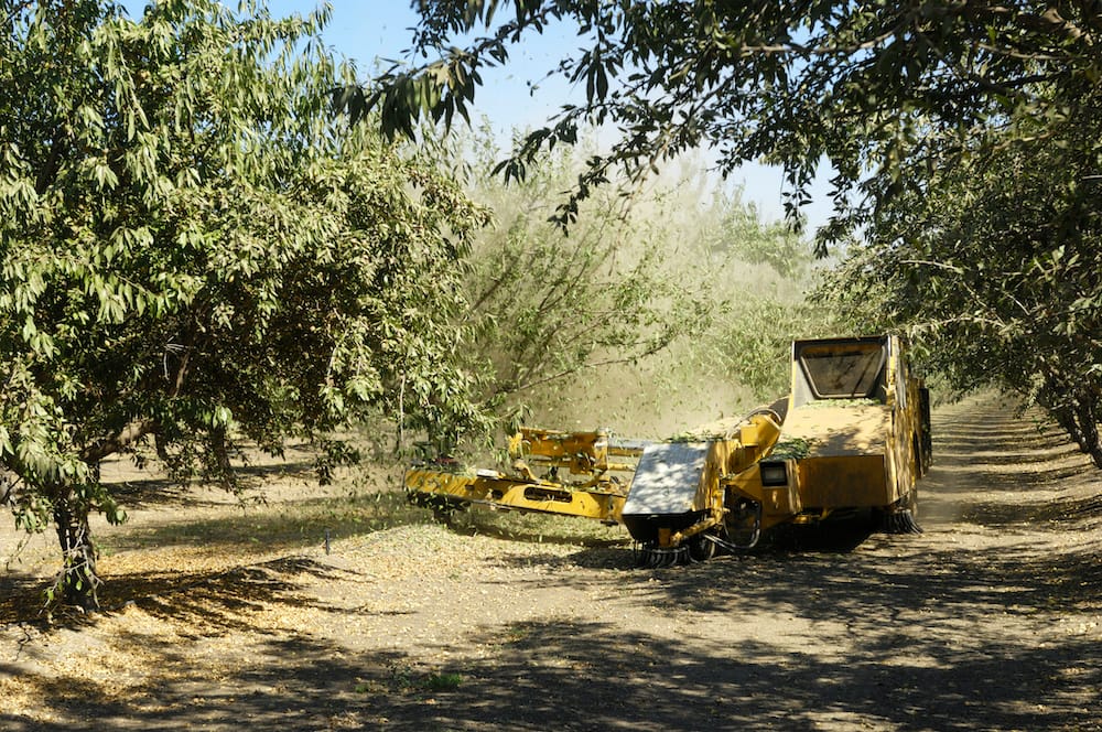 Almond crop forecast downsized