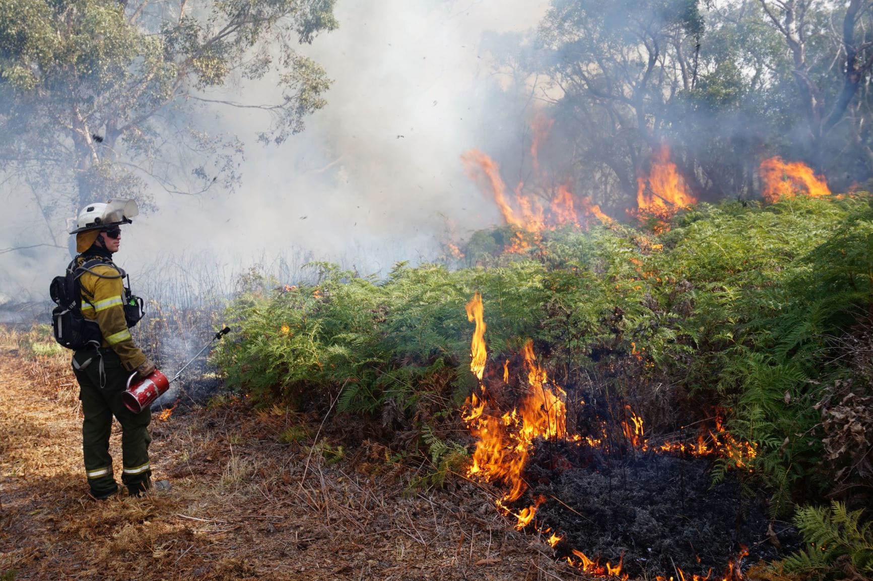 Too wet, so SA rolls over prescribed burns