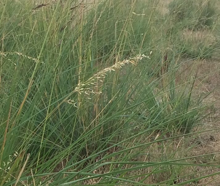 Locals urged to report invasive weed sightings